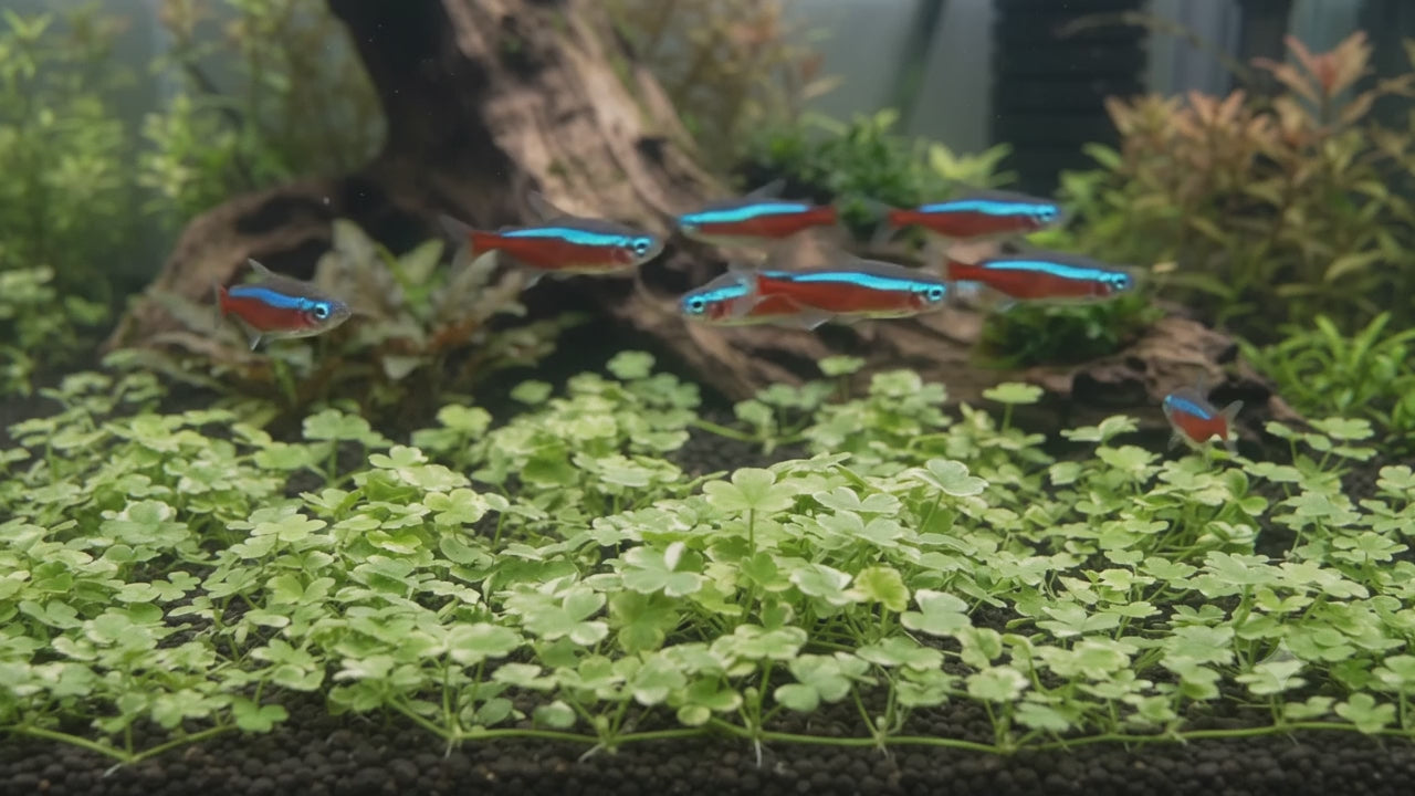 A brief video demonstrating a lush, low-growing carpet of Hydrocotyle Tripartita Mini Variegated planted directly in a freshwater aquarium.