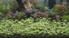 A brief video demonstrating a lush, low-growing carpet of Hydrocotyle Tripartita Mini Variegated planted directly in a freshwater aquarium.