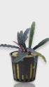 360-degree video rotation of Bucephalandra Red Catherine showing the deep bronze-to-red metallic sheen on its slender leaves and healthy rhizome structure.