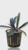360-degree video rotation of Bucephalandra Red Catherine showing the deep bronze-to-red metallic sheen on its slender leaves and healthy rhizome structure.