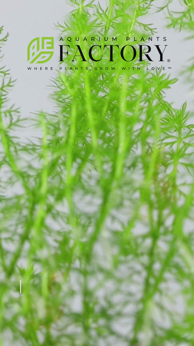 Myriophyllum Guyana is relatively easy to care for, making it suitable for both beginners and experienced aquarists