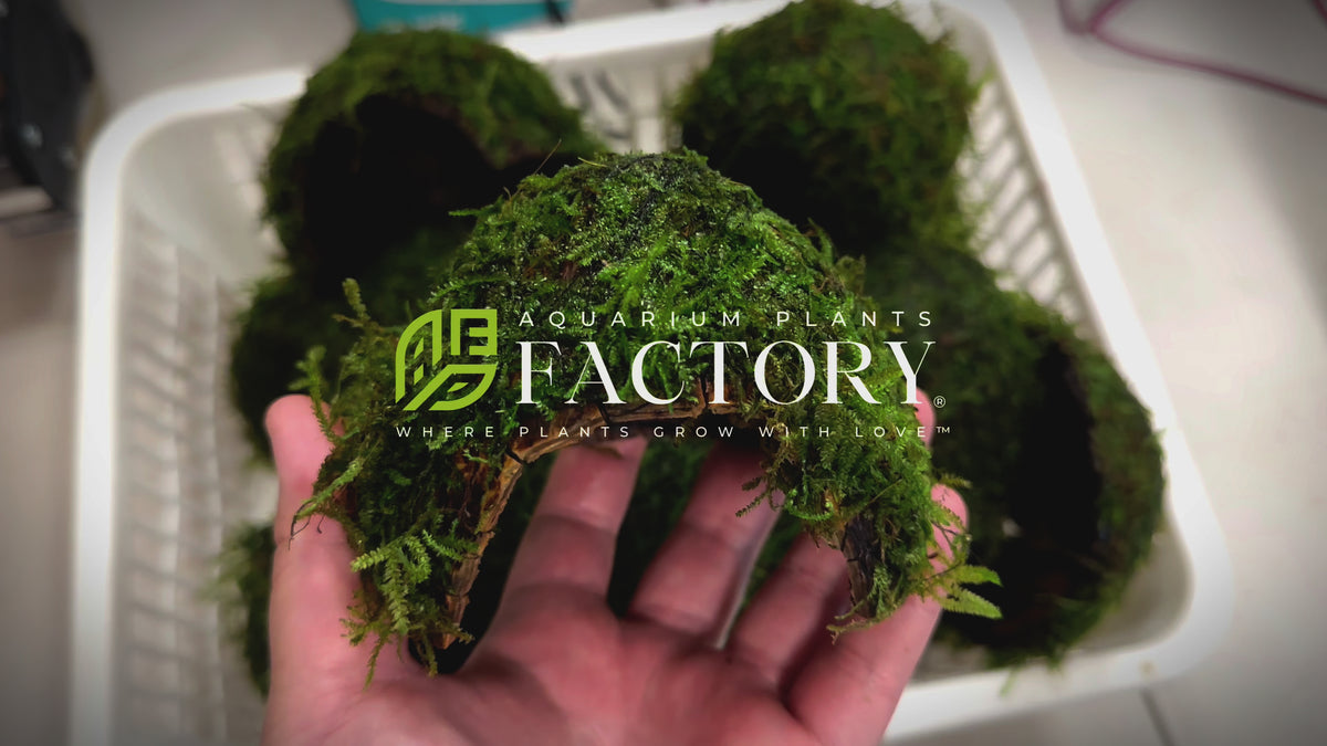 Load video: Java Moss Coconut Cave live aquarium plant, view 2