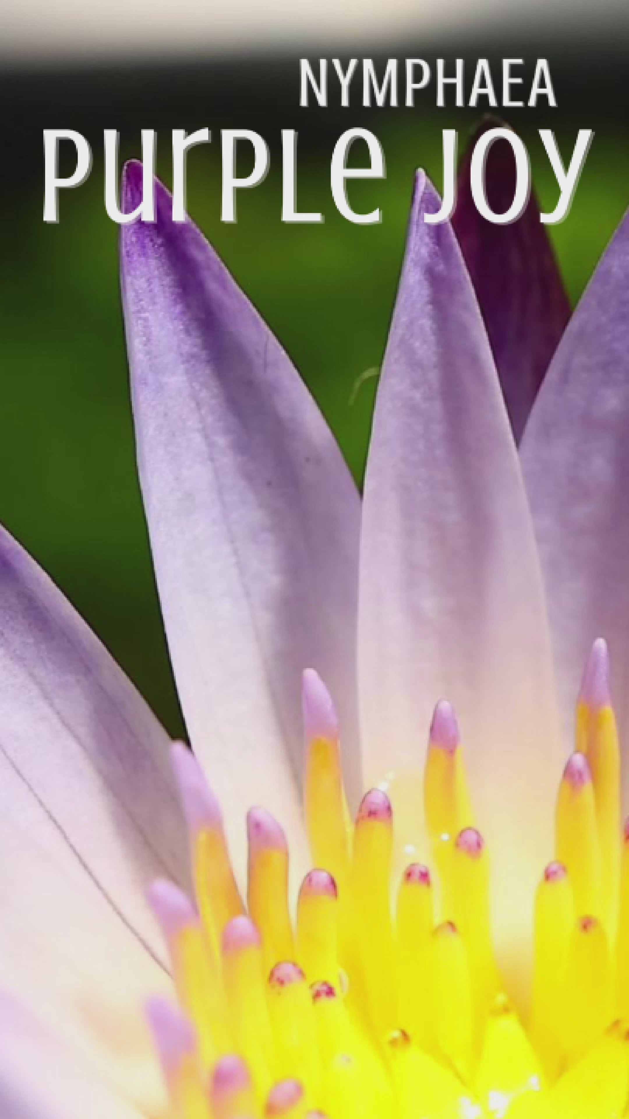 Nymphaea 'Purple Joy' is a striking tropical water lily admired for its bicolor blooms—each flower displays white petals elegantly brushed with vibrant purple tips and a sunny yellow center.