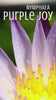 Nymphaea 'Purple Joy' is a striking tropical water lily admired for its bicolor blooms—each flower displays white petals elegantly brushed with vibrant purple tips and a sunny yellow center.