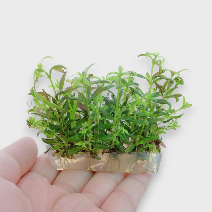 Close-up video of Limnophila sp. ‘Belem’ Vitro Culture aquarium plant from Aquarium Plants Factory®, showcasing healthy tissue culture growth and vibrant green foliage in a sterile gel medium.
