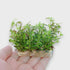 Close-up video of Limnophila sp. ‘Belem’ Vitro Culture aquarium plant from Aquarium Plants Factory®, showcasing healthy tissue culture growth and vibrant green foliage in a sterile gel medium.