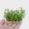 Close-up video of Limnophila sp. ‘Belem’ Vitro Culture aquarium plant from Aquarium Plants Factory®, showcasing healthy tissue culture growth and vibrant green foliage in a sterile gel medium.