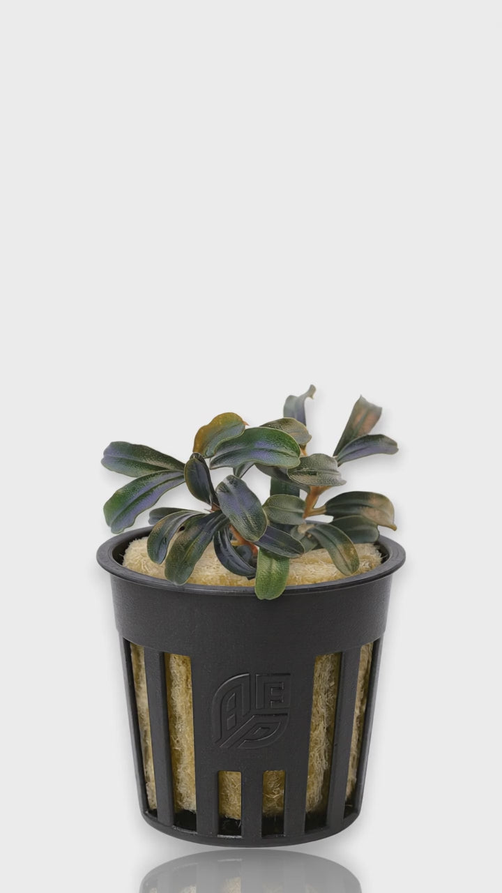 Cinematic close-up video of a potted Bucephalandra Brownie Kapuas showing its velvety dark leaves and subtle iridescent shimmer under professional aquarium lighting