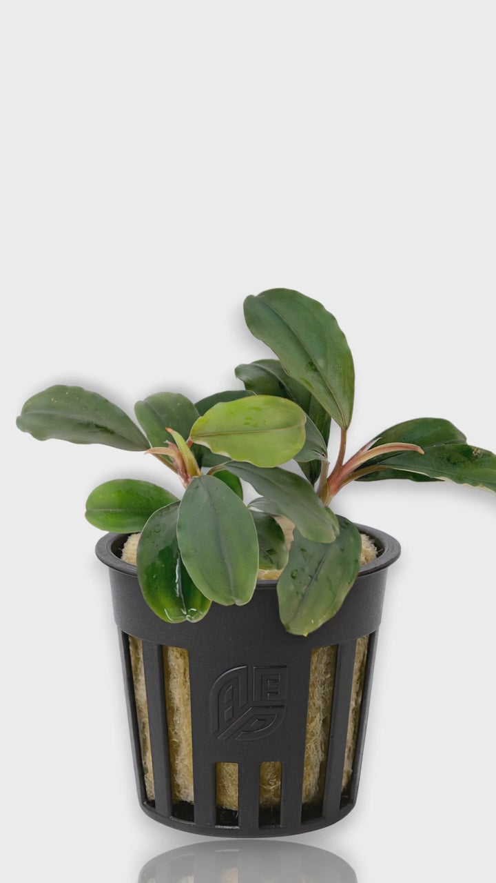 Bucephalandra Theia video