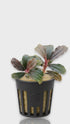 Cinematic close-up video of a potted Bucephalandra Brownie Kapuas showing its velvety dark leaves and subtle iridescent shimmer under professional aquarium lighting