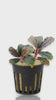 Cinematic close-up video of a potted Bucephalandra Brownie Kapuas showing its velvety dark leaves and subtle iridescent shimmer under professional aquarium lighting