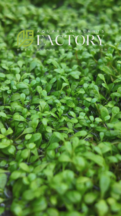  "Glossostigma elatinoides, commonly referred to as 'Glosso'. It is a popular aquatic plant among aquarium enthusiasts, prized for its vibrant green color and carpeting growth habit. Originating from New Zealand, this delicate plant features small, rounded leaves and spreads quickly, forming a dense, lush carpet along the substrate of freshwater aquariums."