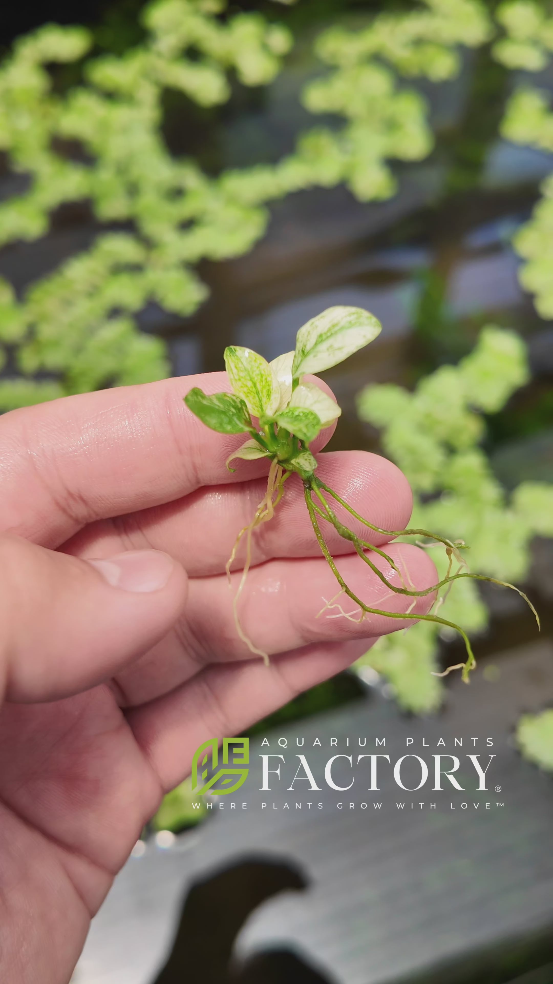 We offer this miniature size of Anubias Pinto, which is still young and small, making it easier to adapt to your aquarium. It is a perfect fit for smaller, nano tanks, and will grow bigger in your aquarium over time. Compact in size, it is ideal for small tanks and aquascapes. Its robust nature and adaptability to a wide range of water conditions make it an excellent choice for both beginners and seasoned aquarists.