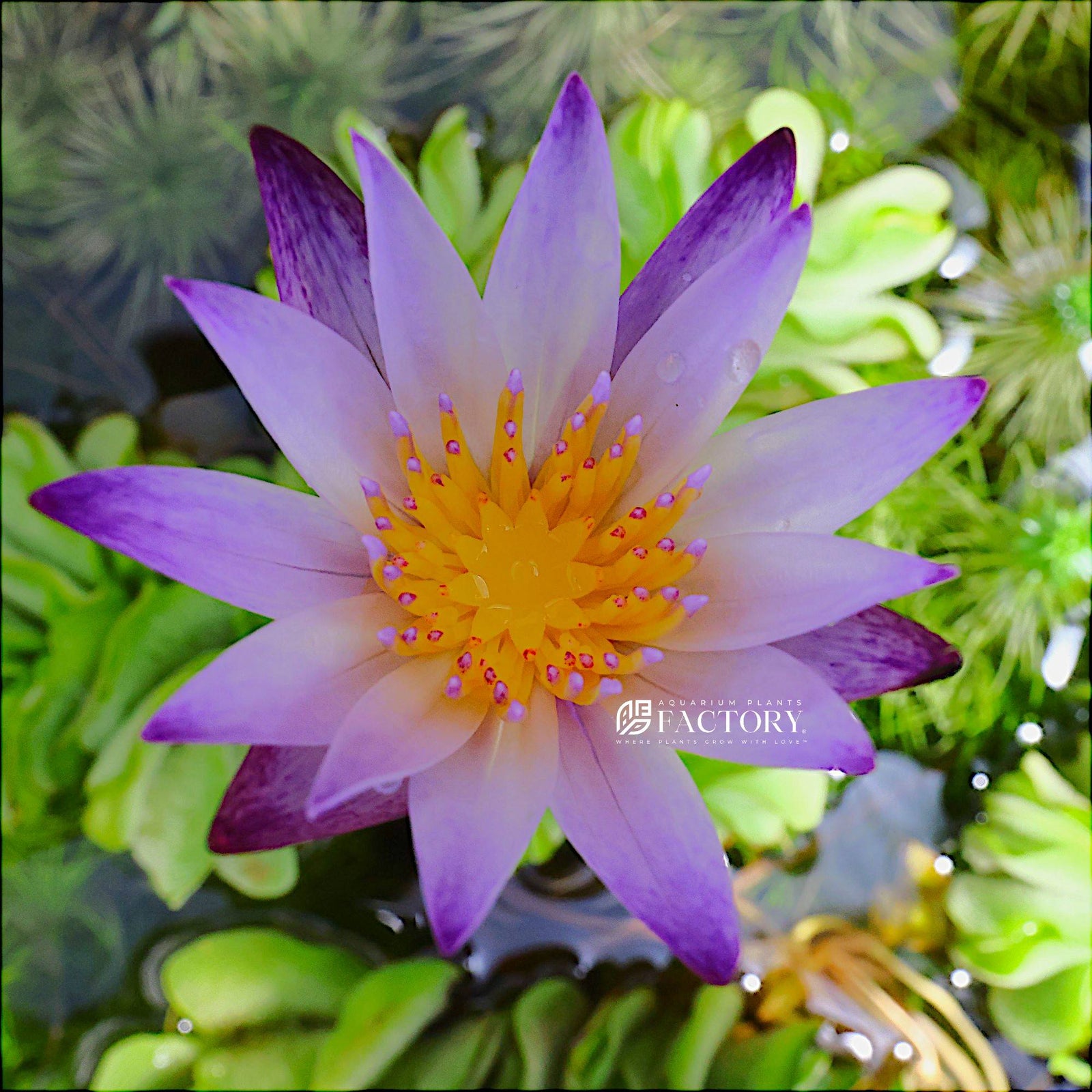 Nymphaea Purple Joy