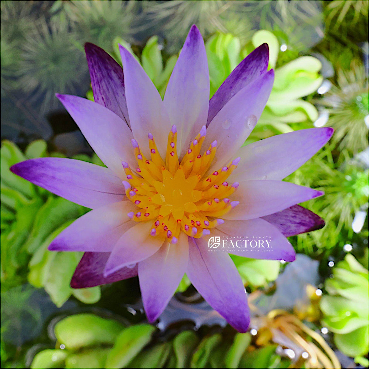 Nymphaea Purple Joy water lily for ponds, view 3