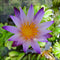 Nymphaea Purple Joy