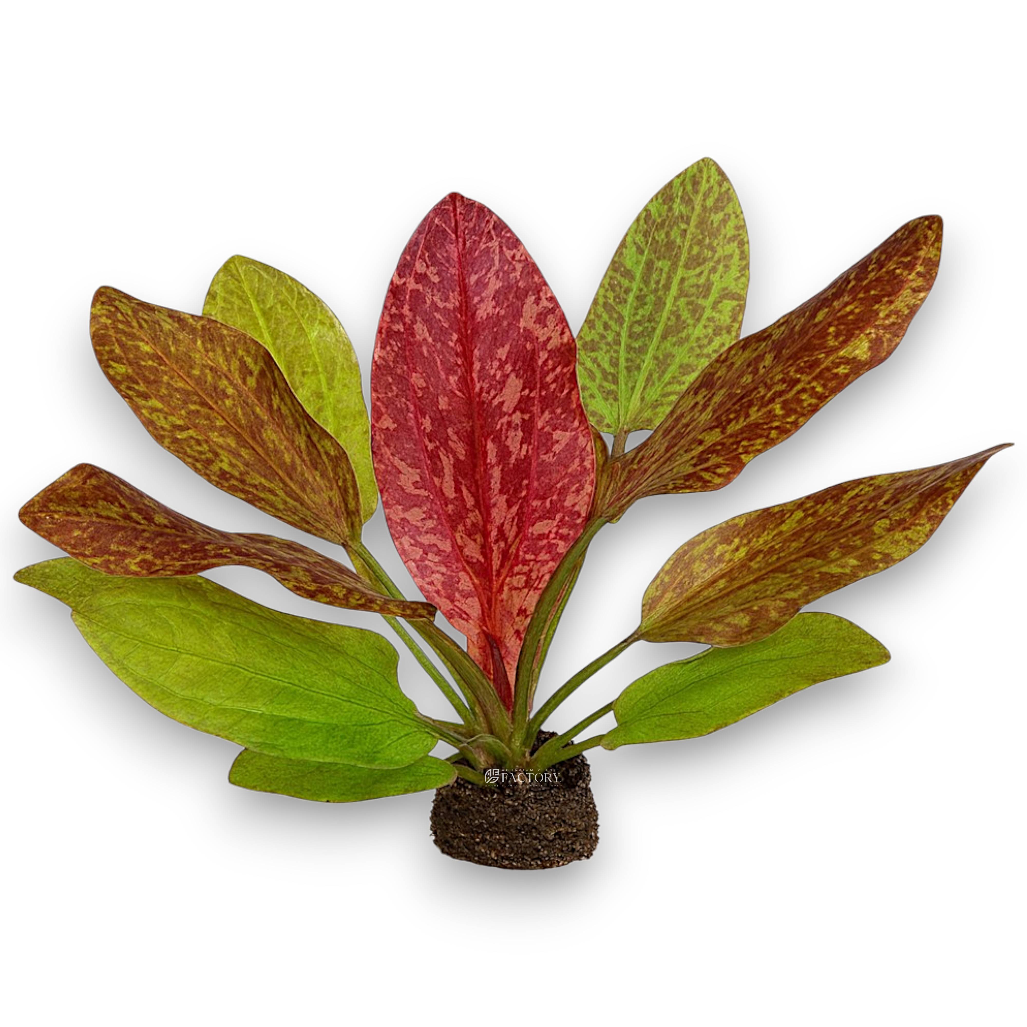 Echinodorus Red Flame