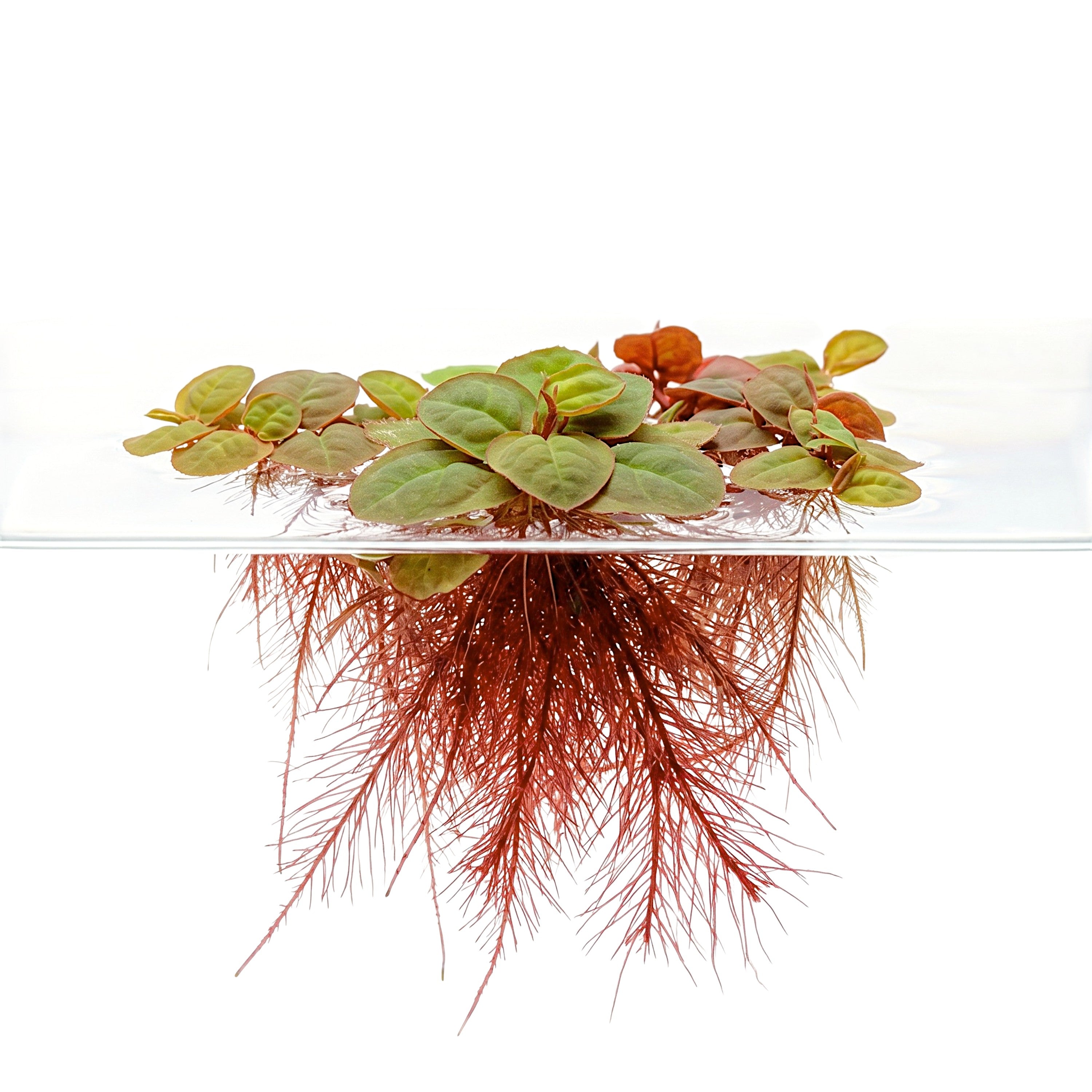 Red Root Floater (Phyllanthus fluitans) live floating aquarium plant with visible crimson roots.