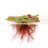Red Root Floater (Phyllanthus fluitans) live floating aquarium plant with visible crimson roots.