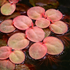 Close up of Red Root Floater (Phyllanthus fluitans) floating aquarium plant with round green leaves and vibrant red roots, ideal for freshwater aquariums and aquascapes.