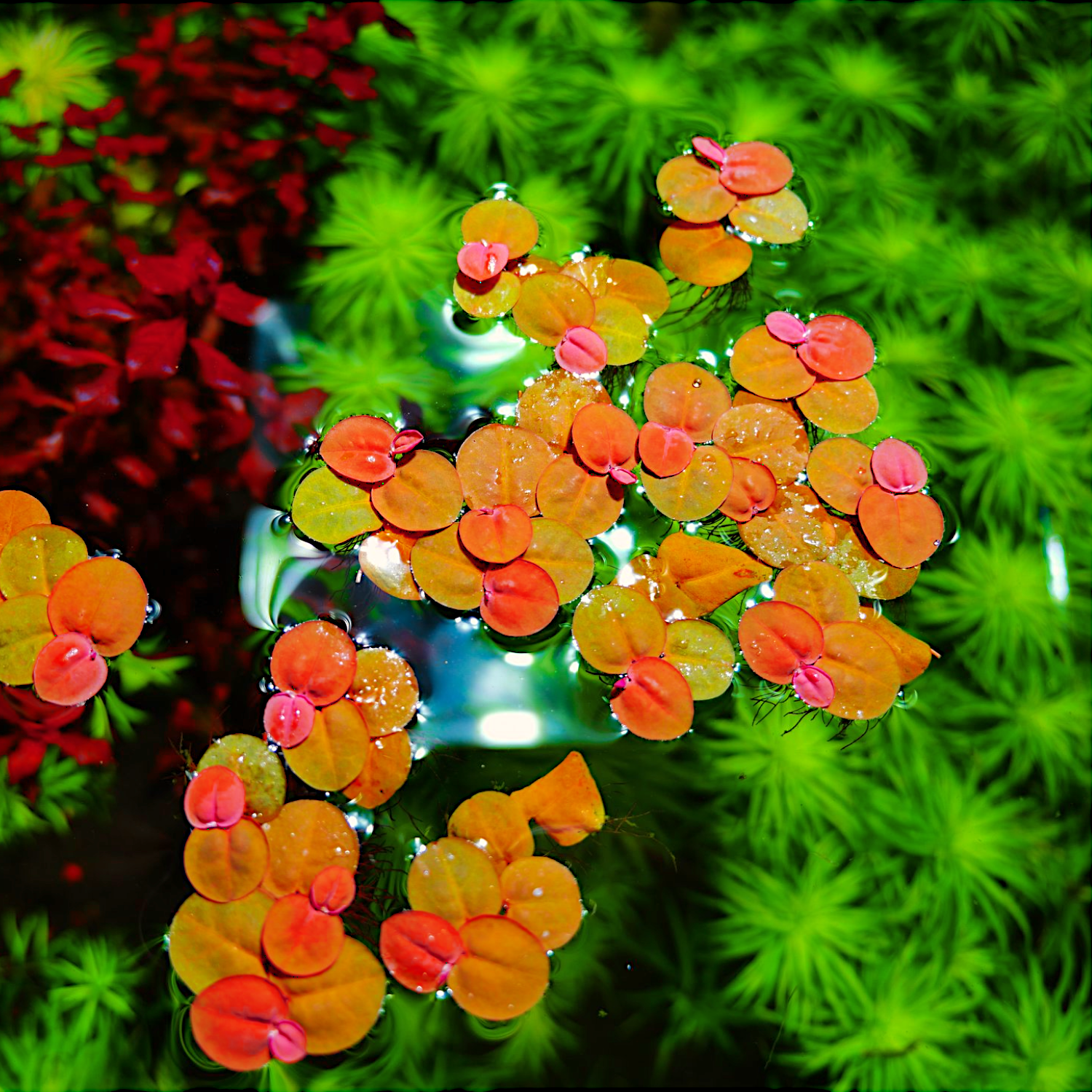 Red Root Floater (Phyllanthus fluitans) floating on the surface of a freshwater aquarium, featuring vibrant green leaves with a reddish hue and striking red roots. The plant provides a colorful and natural addition to the aquatic environment, enhancing the visual appeal while offering shade and shelter to aquatic life beneath it.