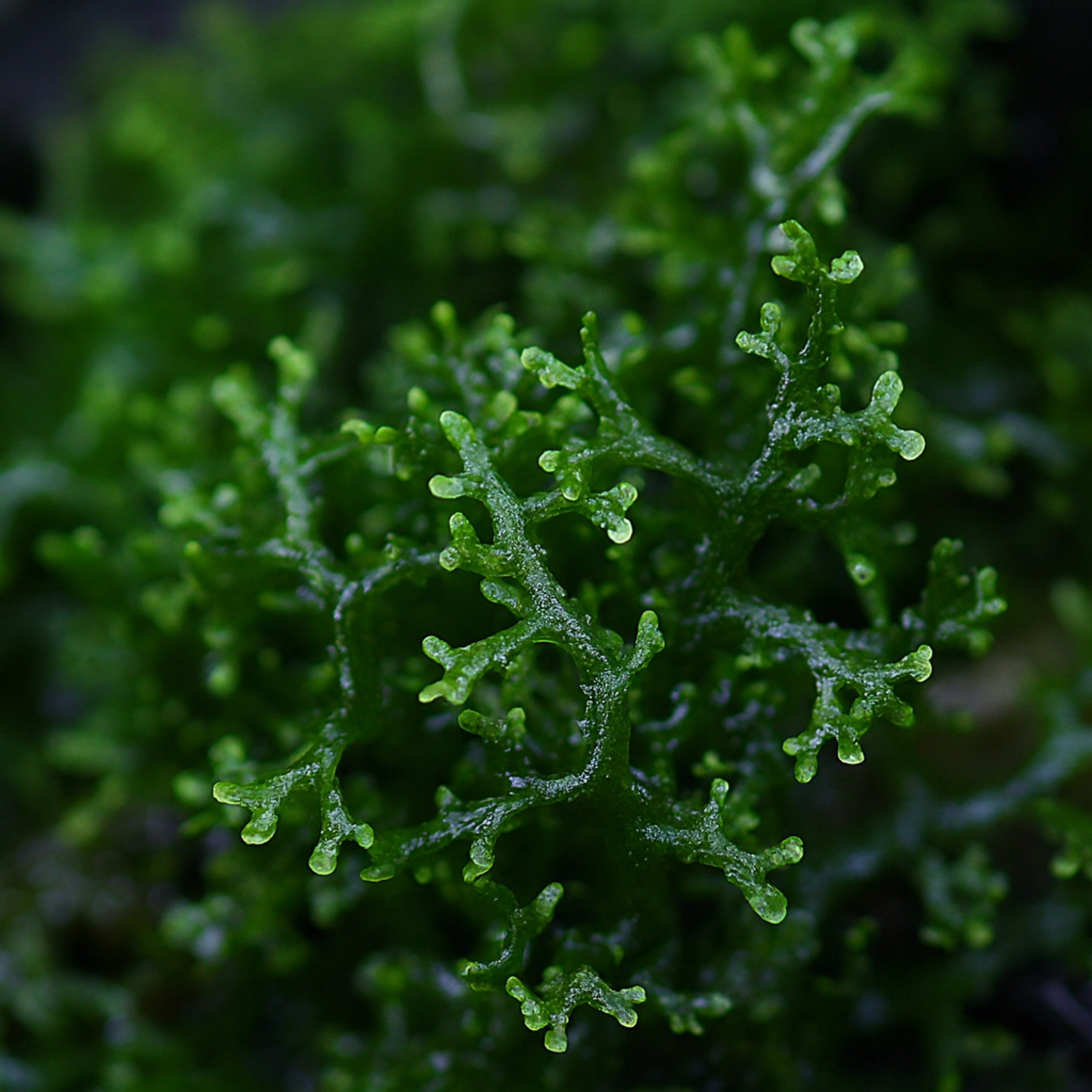 close-up of Mini Pellia aquatic moss with dark green, coral-like growth pattern in a natural aquarium setting