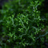 close-up of Mini Pellia aquatic moss with dark green, coral-like growth pattern in a natural aquarium setting