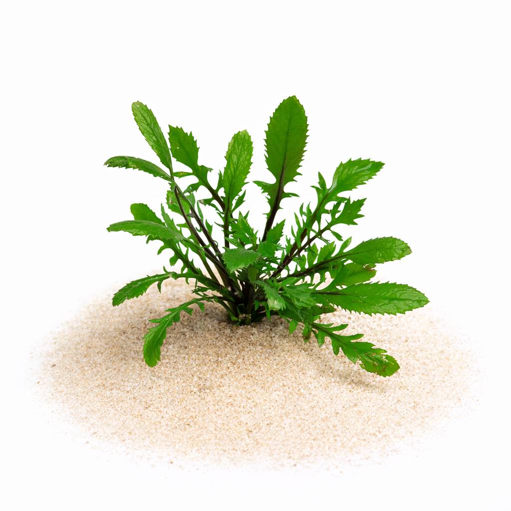 Rorippa aquatica freshwater plant showing delicate lace-like foliage and compact rosette growth