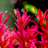 Close-up of intense red foliage of Rotala Blood Red in fish tank
