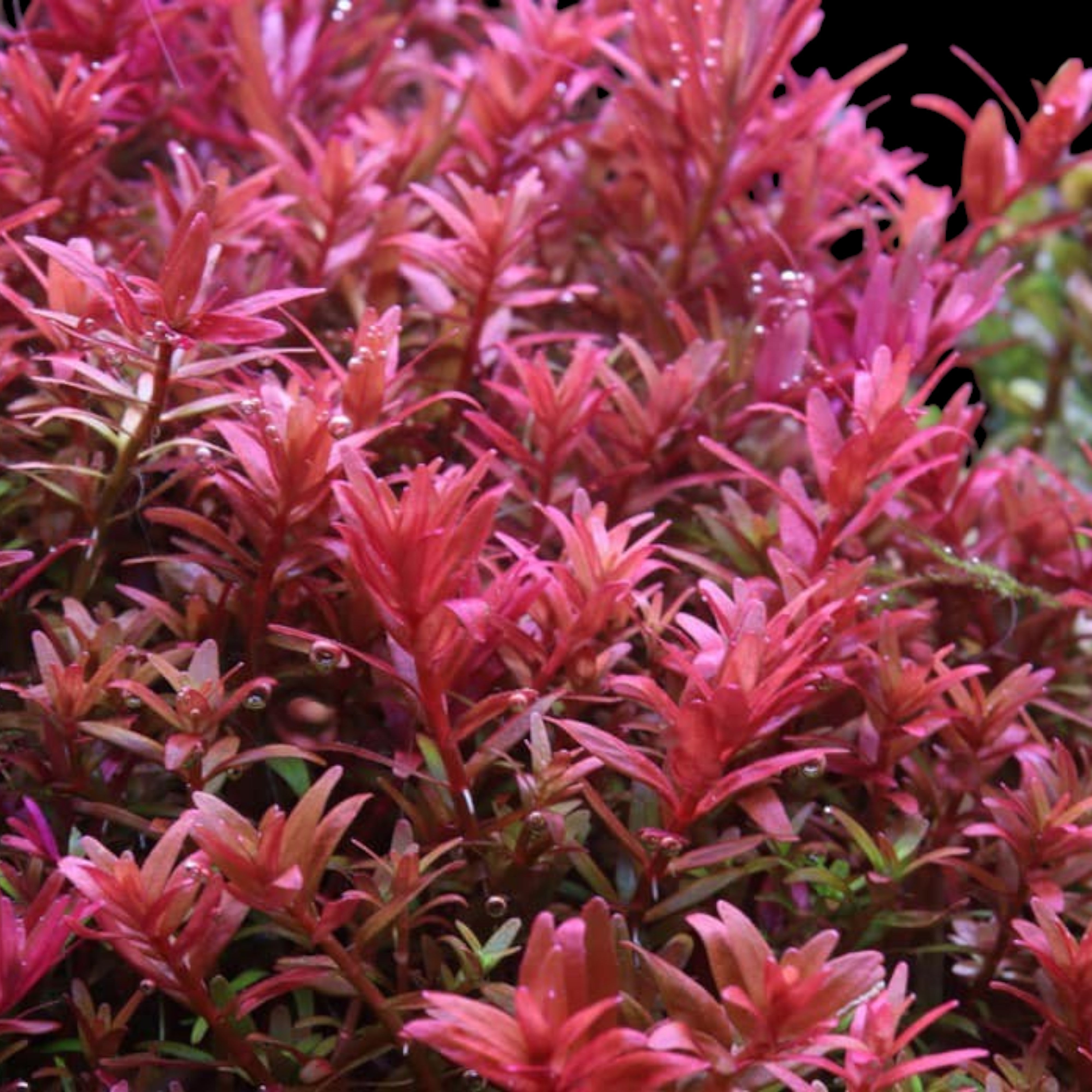 Rotala Blood Red with vibrant crimson leaves growing in a high-tech planted aquarium