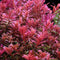 Rotala Blood Red with vibrant crimson leaves growing in a high-tech planted aquarium