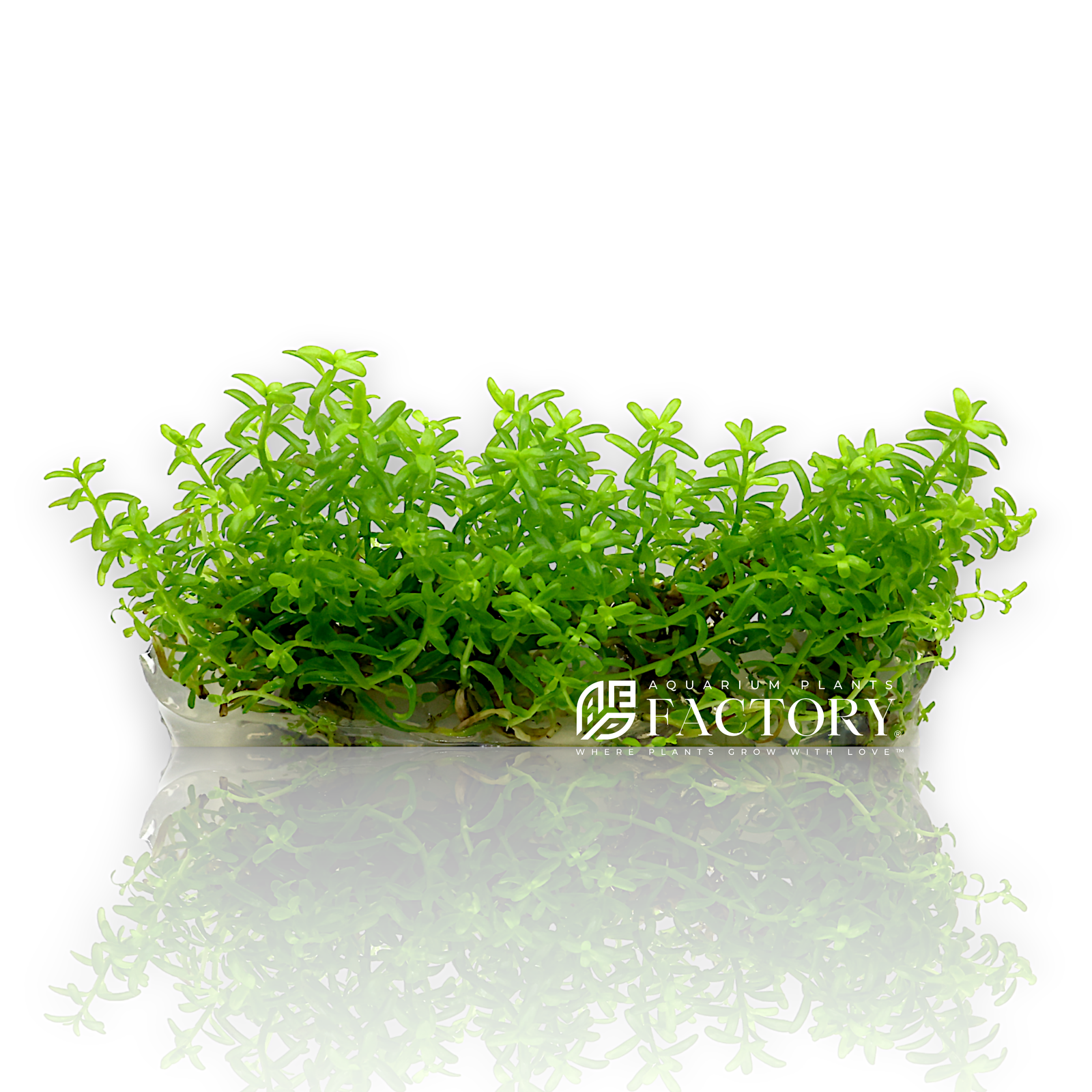 Rotala rotundifolia 'Green', commonly known as Rotala Green, is a versatile and attractive aquarium plant prized for its vibrant green, round leaves. This plant thrives in a variety of water conditions and is relatively easy to care for, making it suitable for both beginners and experienced aquarists.