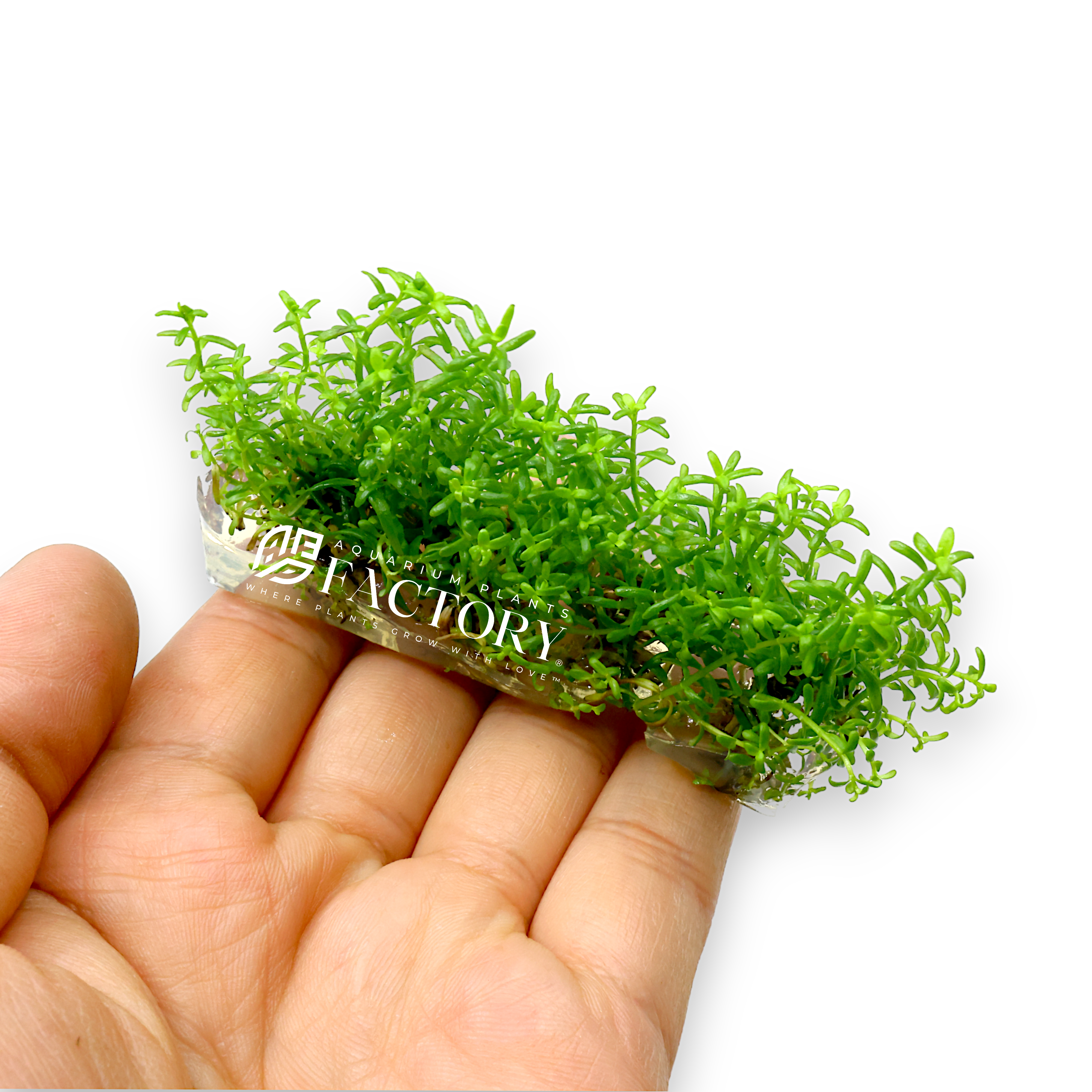 Rotala Green is perfect for creating a dense, lush carpet in your aquarium with the right conditions, or for adding height and greenery in lower light setups. Enhance your aquascape with the versatile and beautiful Rotala rotundifolia 'Green'.