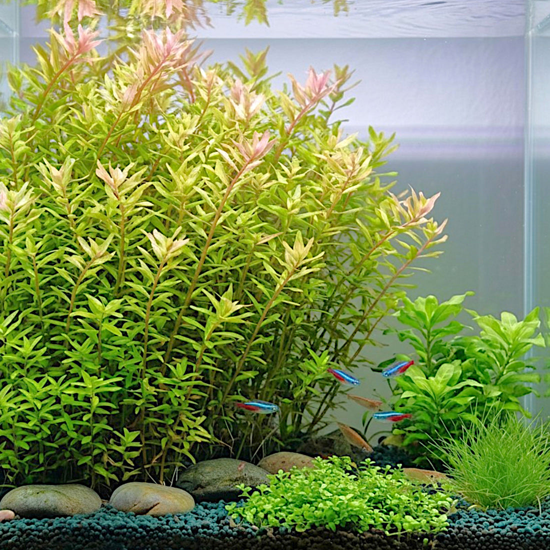 Dense cluster of Rotala Macrandra 'Bangladesh' aquatic plants displaying bright red leaves in an aquascape.