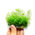 Ideal for creating lush, colorful backgrounds or stunning midground groupings, Rotala macrandra 'Green' is versatile enough to complement various aquascaping styles, from nature-inspired layouts to classic Dutch aquascapes.

Enhance your aquarium's visual appeal with Rotala macrandra 'Green'—an accessible, attractive stem plant that offers both vibrant colors and ease of care.