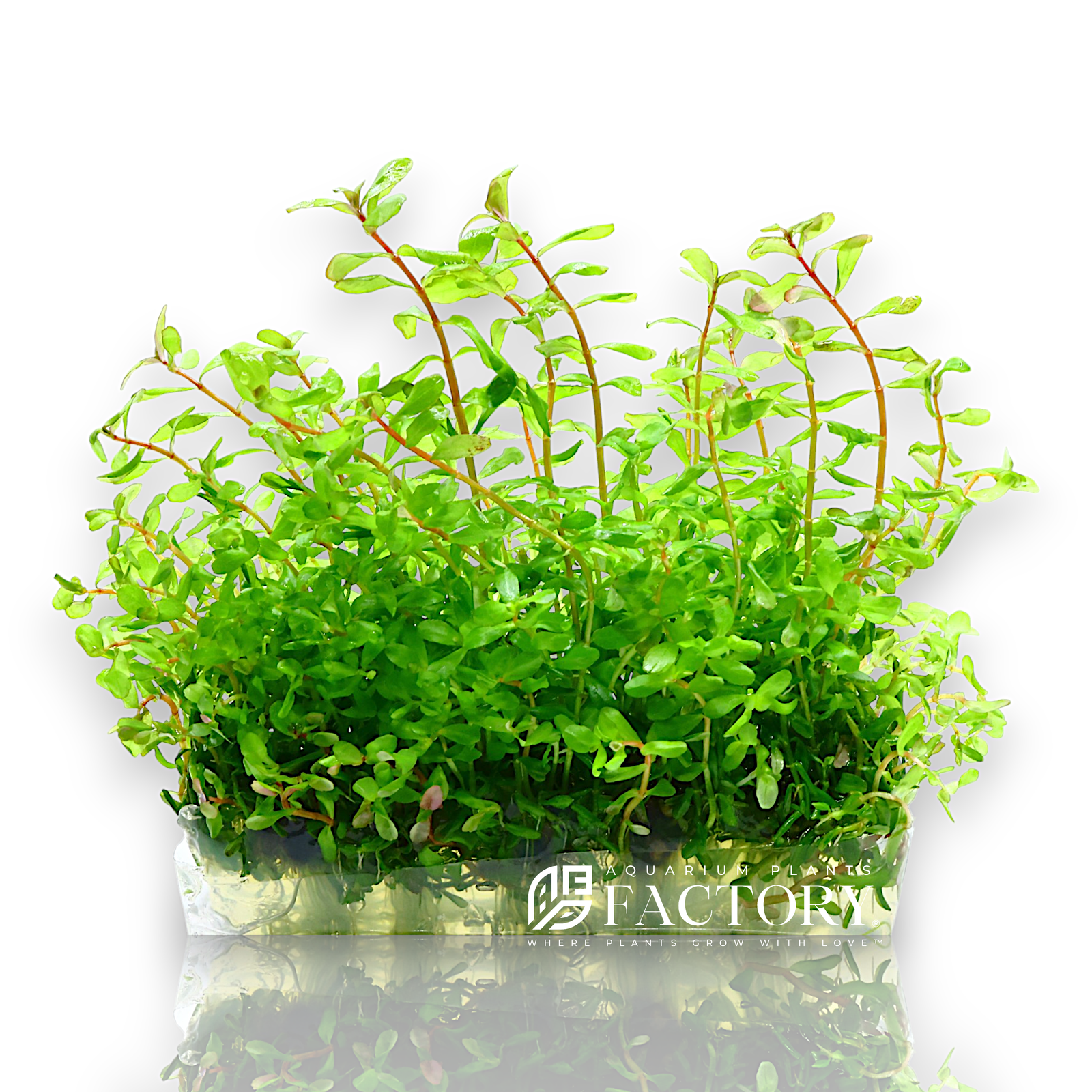 Rotala macrandra 'Green', also known as Rotala macrandra 'Green Wavy', is an attractive and versatile aquatic plant valued by aquascapers for its graceful appearance and ease of cultivation compared to the classic Rotala macrandra. Despite the common name 