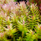 Compared with the classic form of Rotala macrandra, the leaves are relatively small, longer, and greener. Regular trimming encourages bushy, dense growth. Its delicate, wavy leaves provide texture and depth, making it a perfect choice for midground or background placements. If allowed to reach the water surface, emerged shoots will develop, featuring roundish, green, shiny leaves accompanied by flower spikes bearing whitish flowers.