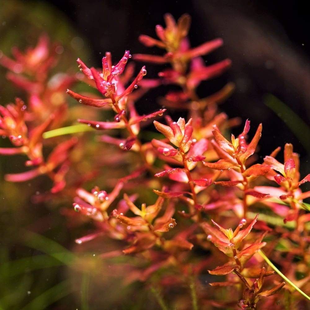 Rotala Macrandra Mini Butterfly Vitro Culture