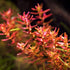 Rotala Macrandra Mini Butterfly Vitro Culture