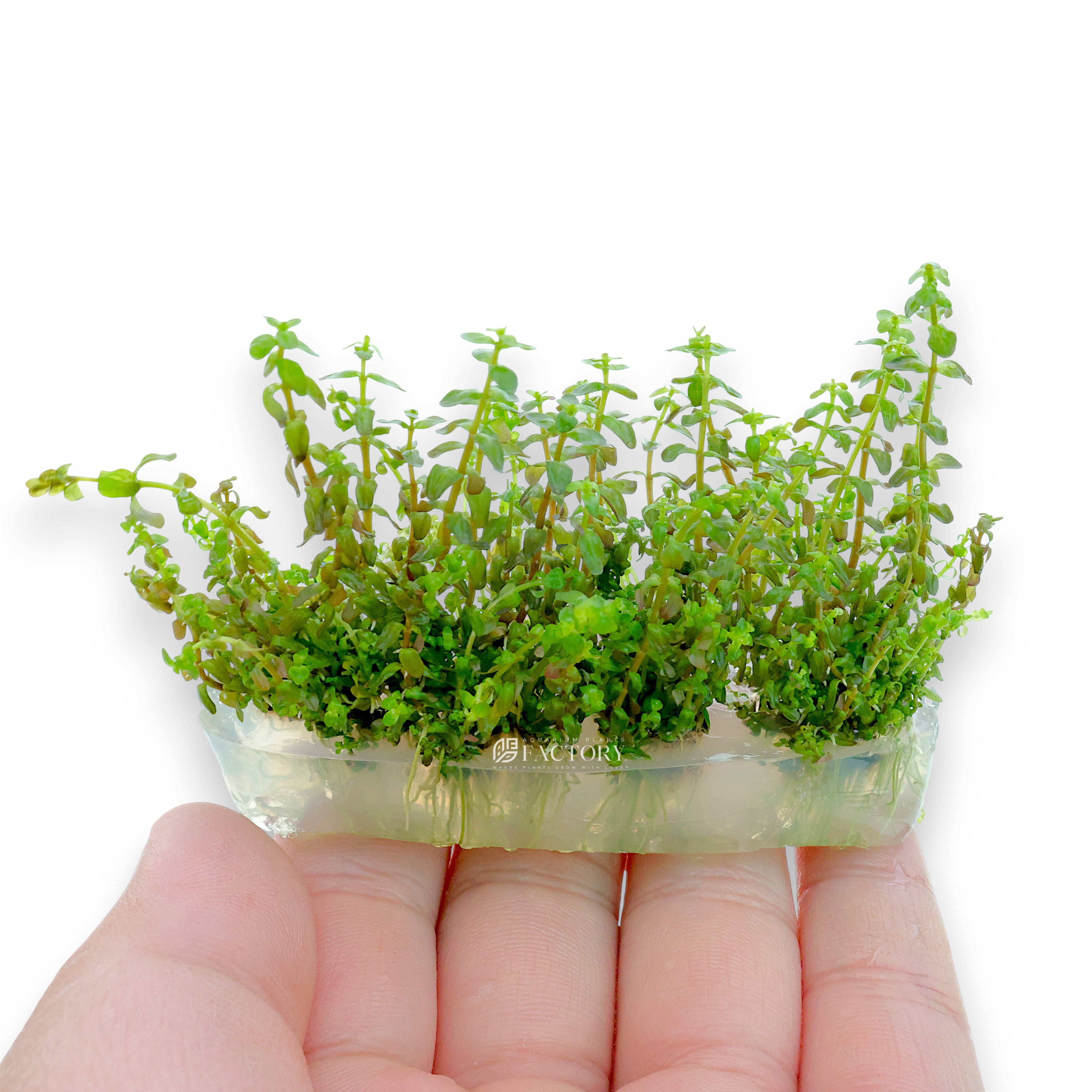 Close-up of Rotala sp. ‘Pearl’ Vitro Culture from Aquarium Plants Factory®, showing delicate pearl-like leaves inside a tissue culture bag.
