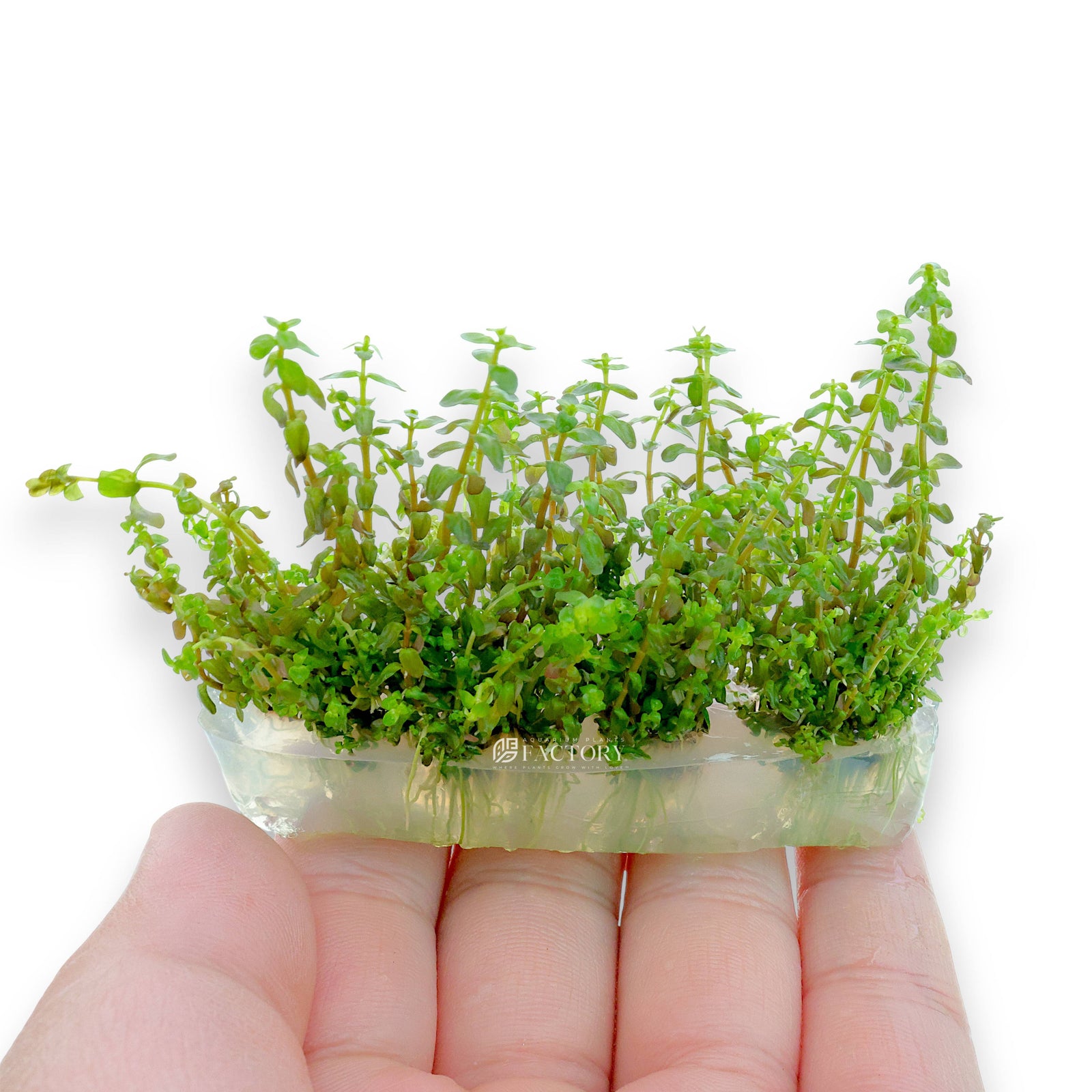 Close-up of Rotala sp. ‘Pearl’ Vitro Culture from Aquarium Plants Factory®, showing delicate pearl-like leaves inside a tissue culture bag.