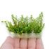 Close-up of Rotala sp. ‘Pearl’ Vitro Culture from Aquarium Plants Factory®, showing delicate pearl-like leaves inside a tissue culture bag.
