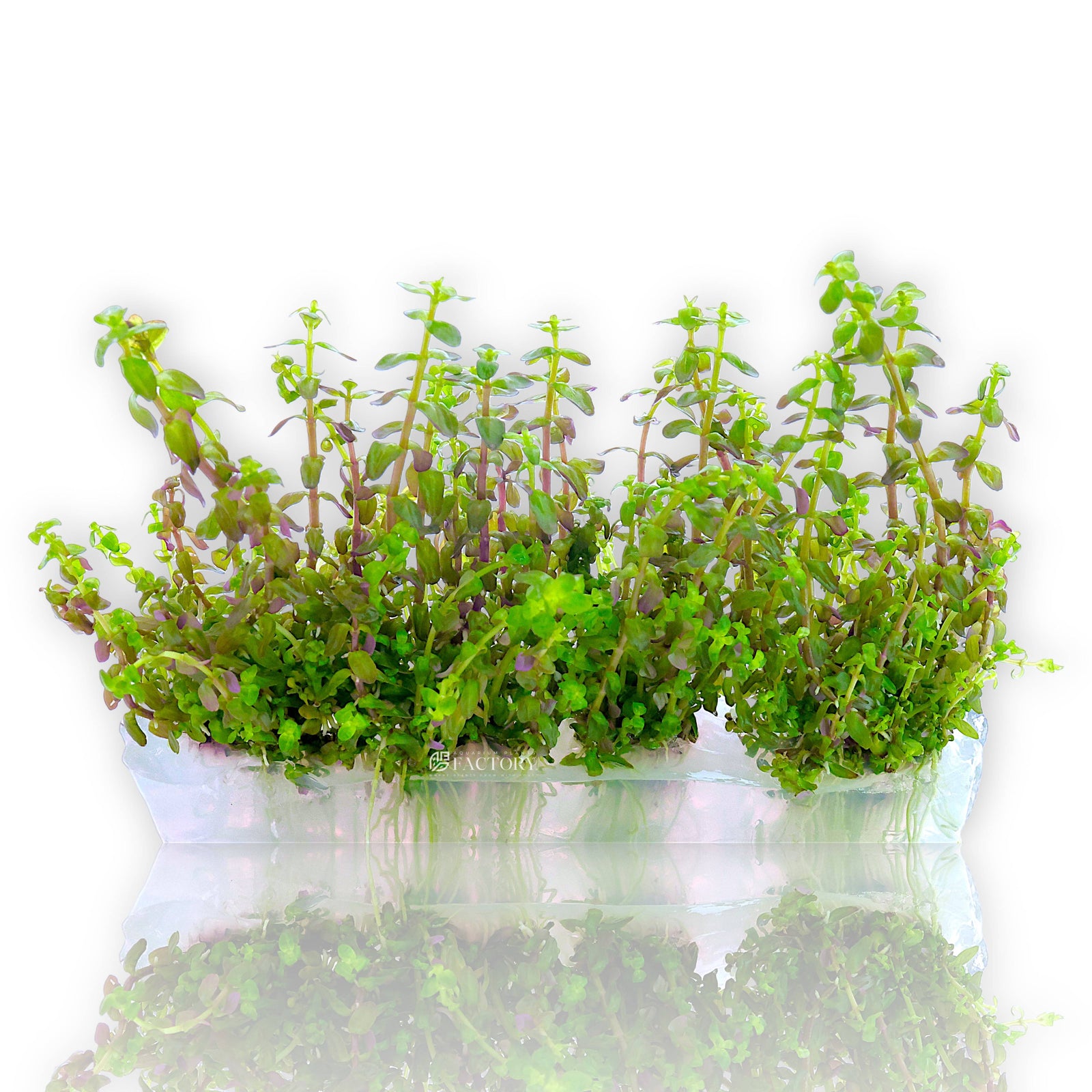 Rotala Pearl Vitro Culture aquatic plant in a sealed 4-inch bag with tiny curved leaves and green-pink coloration.