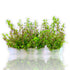 Rotala Pearl Vitro Culture aquatic plant in a sealed 4-inch bag with tiny curved leaves and green-pink coloration.