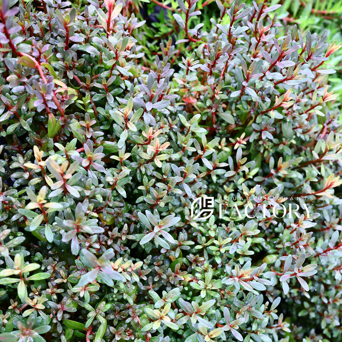 Rotala Sunset aquarium plant