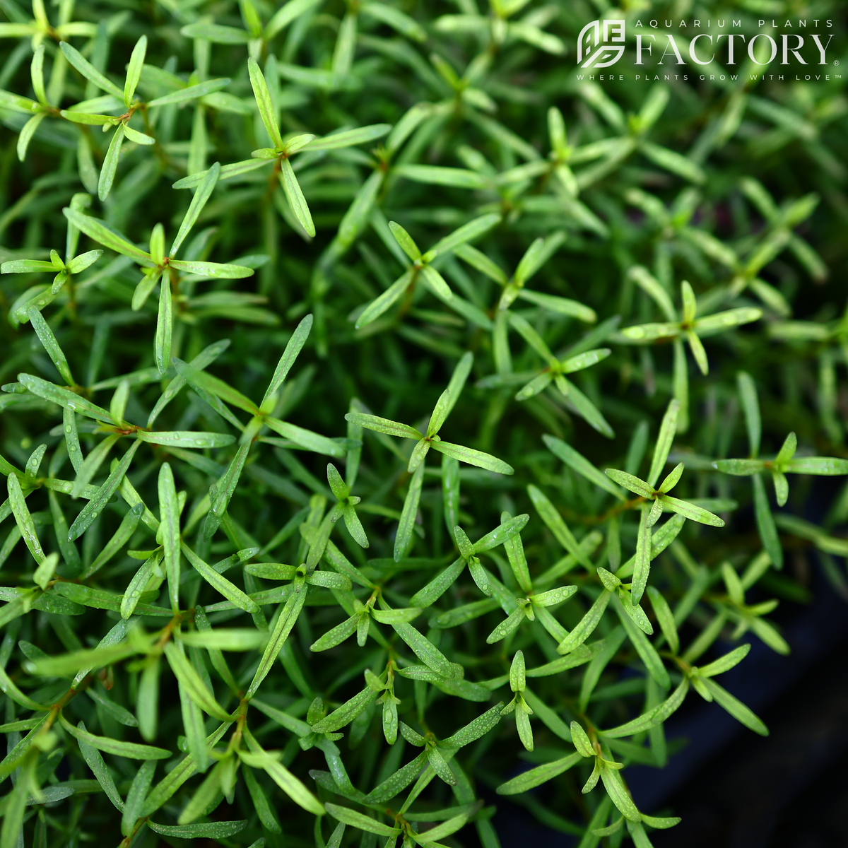 Rotala ramosior 'Red Cross' aquarium plant