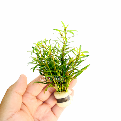 Rotala Red Cross, an exquisite and rare plant that will captivate any aquarist or aquatic gardening enthusiast. This stunning stem plant is sure to make a delicate yet dramatic statement as a back or mid-ground accent in your underwater oasis.