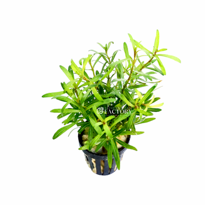 One of the remarkable features of Rotala Red Cross is its versatility. Whether you prefer a submerged or emersed setup, this plant will thrive and enhance the beauty of your aquarium or aquatic garden. Its ability to adapt to different environments makes it a fantastic choice for aquascaping enthusiasts seeking to create diverse and captivating underwater landscapes.