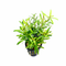 One of the remarkable features of Rotala Red Cross is its versatility. Whether you prefer a submerged or emersed setup, this plant will thrive and enhance the beauty of your aquarium or aquatic garden. Its ability to adapt to different environments makes it a fantastic choice for aquascaping enthusiasts seeking to create diverse and captivating underwater landscapes.