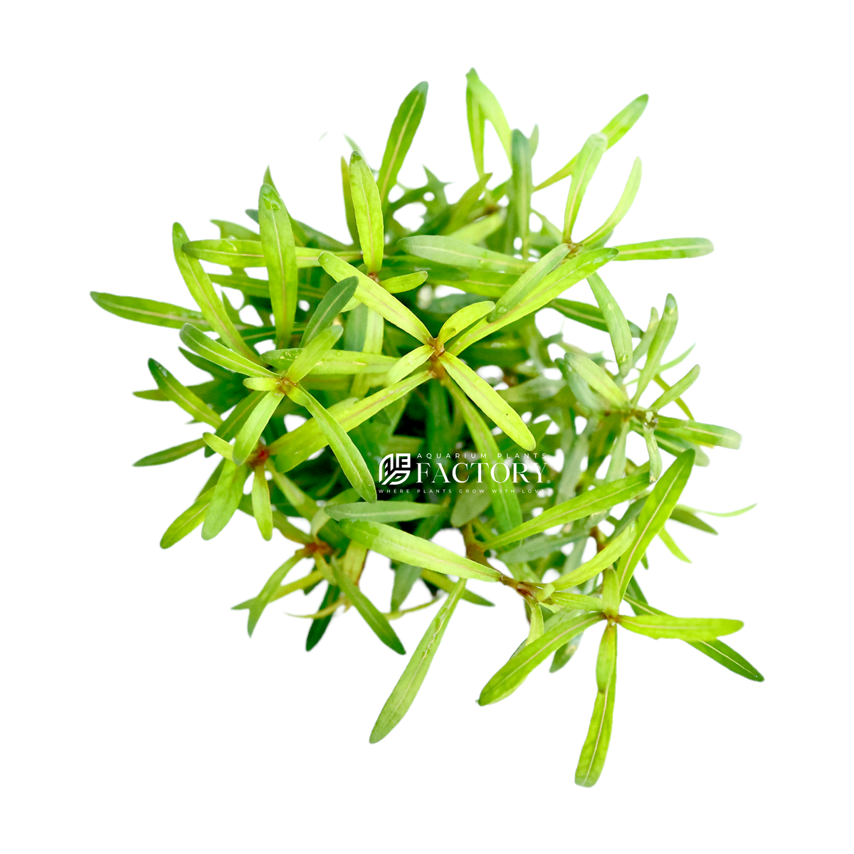 Rotala ramosior 'Red Cross' aquarium plant, photo 2